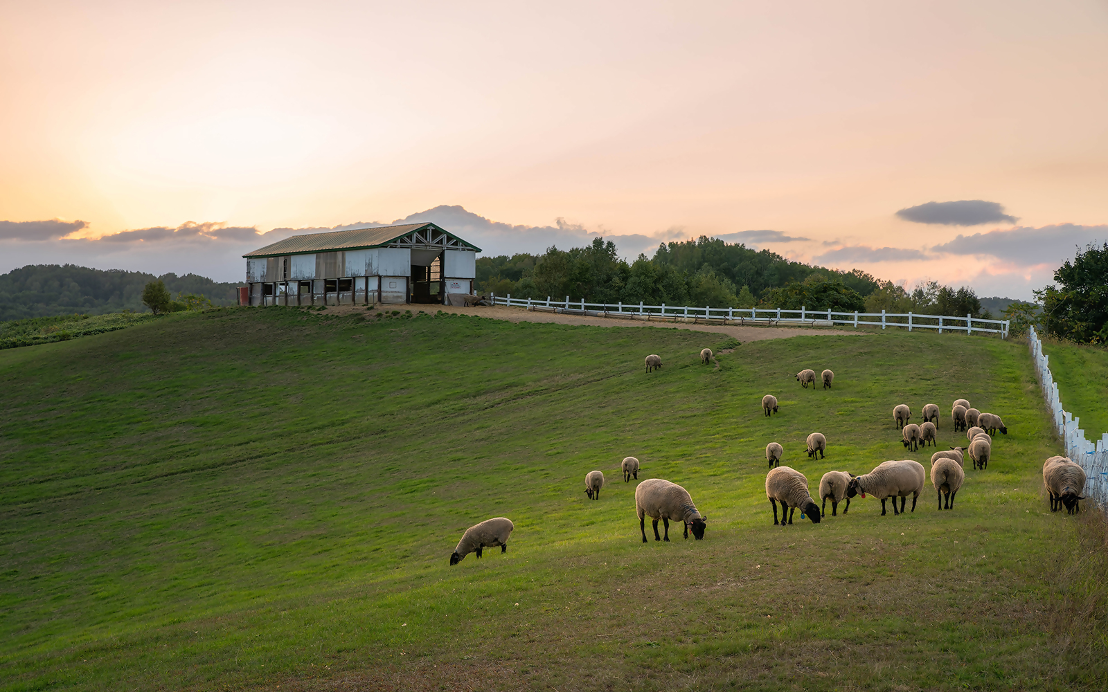「羊と雲の丘」で夕日に照らされる羊と羊舎の写真