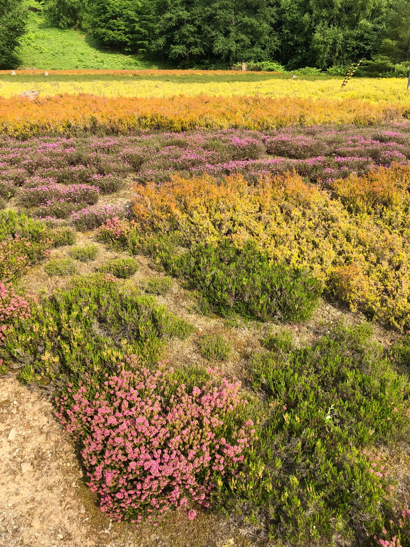 地面が黄色、オレンジ、ピンクなどの花で色づくエリカ公園の写真