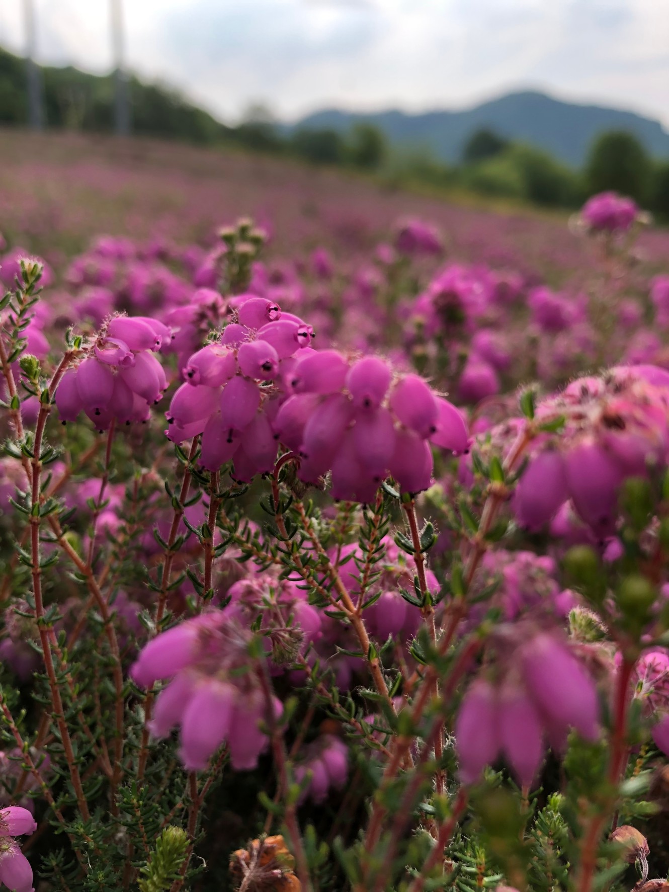 細長い鐘状で先のつぼんだピンク色の花がたくさん咲いている写真
