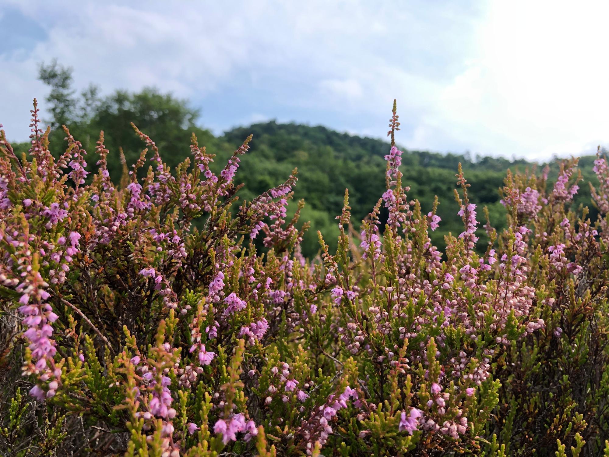 緑やオレンジに色づいた葉やピンク色の花が一面に広がる写真