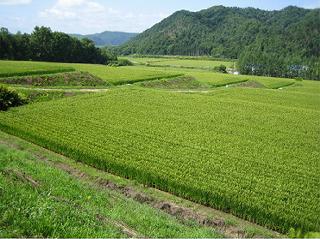 斜面に段々と広がる水田の写真