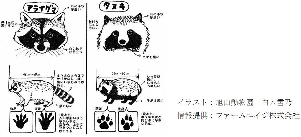 アライグマとタヌキの見分け方が載ったイラスト