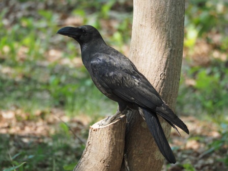 くちばしが太く上嘴が曲がっており、全身が光沢のある黒のハシブトガラスの写真