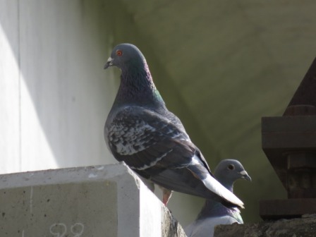 首元に紫や緑色の模様があり全体的に灰色のカワラバトの写真