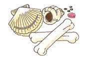 貝殻、大きく硬い骨などのイラスト