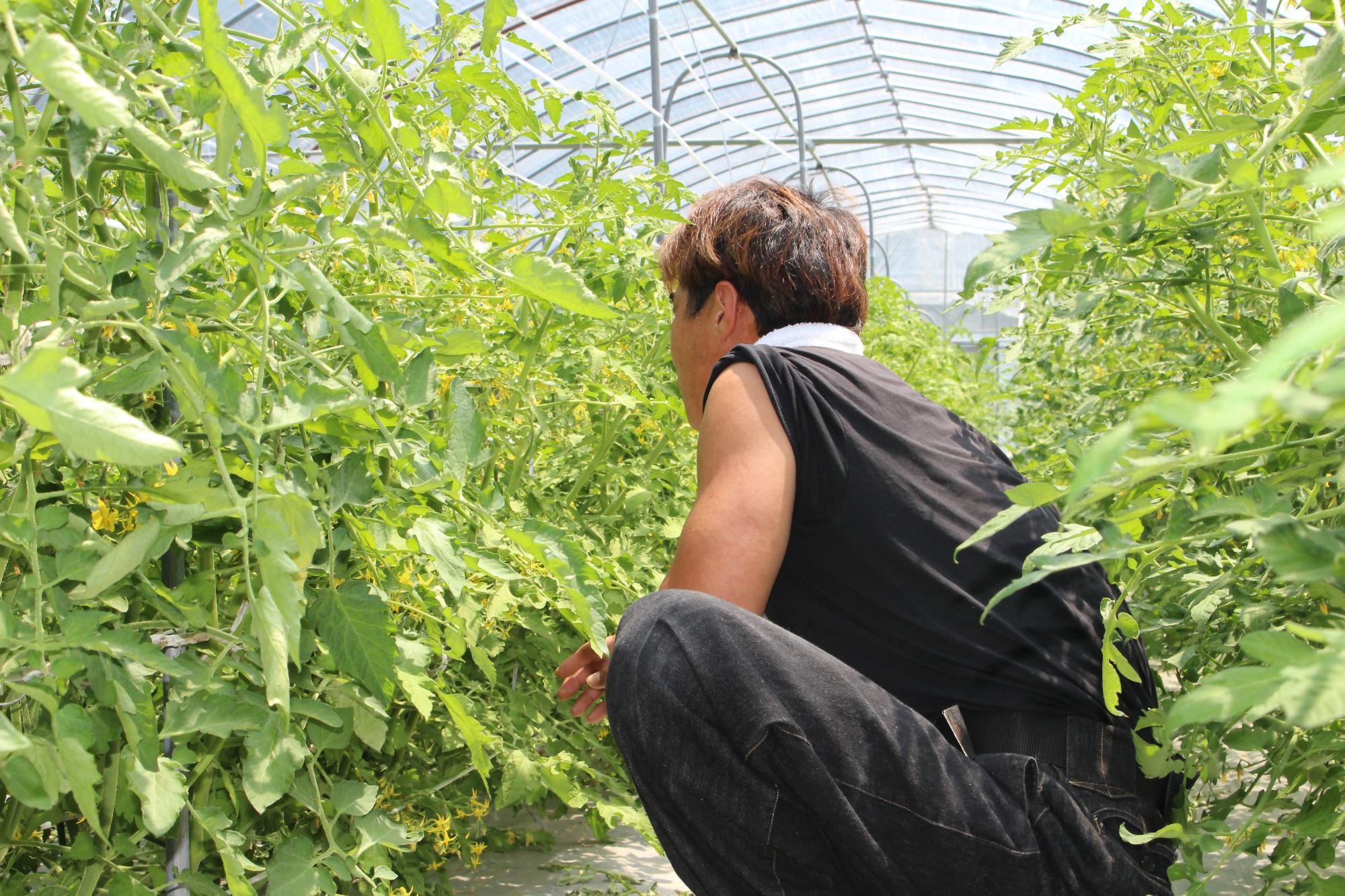 江崎さんがトマトを栽培しているビニールハウスの中で屈み、トマトを見ている様子
