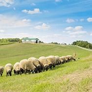 広い草原の草を食べ津羊たちの群れの画像