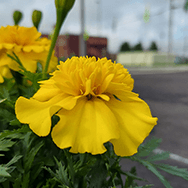 道端に咲く黄色い花のアップの画像