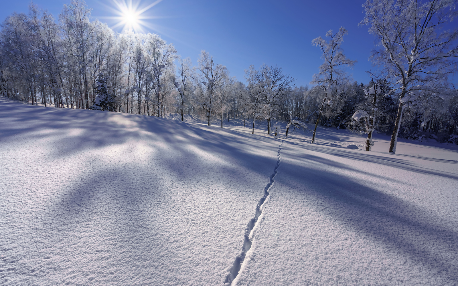 動物の足跡がついた雪原に太陽光が降り注いでいる写真