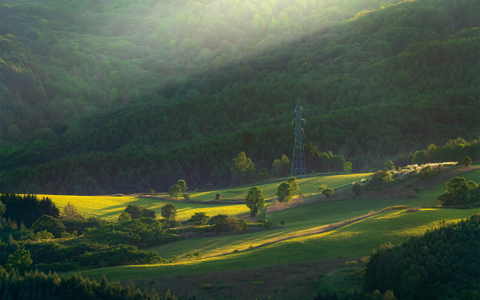山に立ち並ぶ新緑の木々に日差しが差し込んでいる画像
