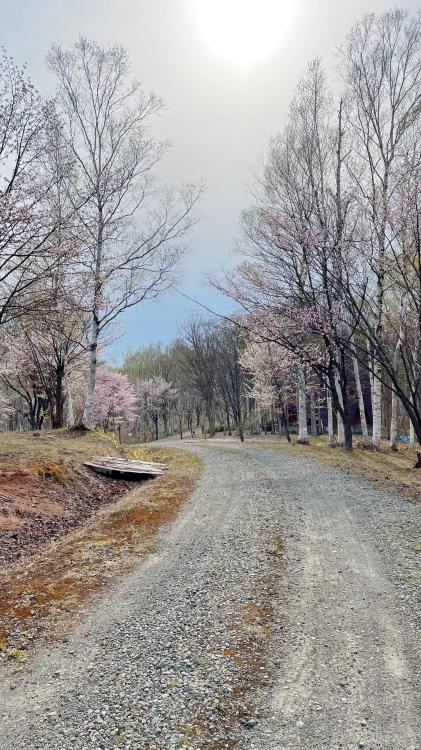 砂利道の量側に桜が咲いている様子