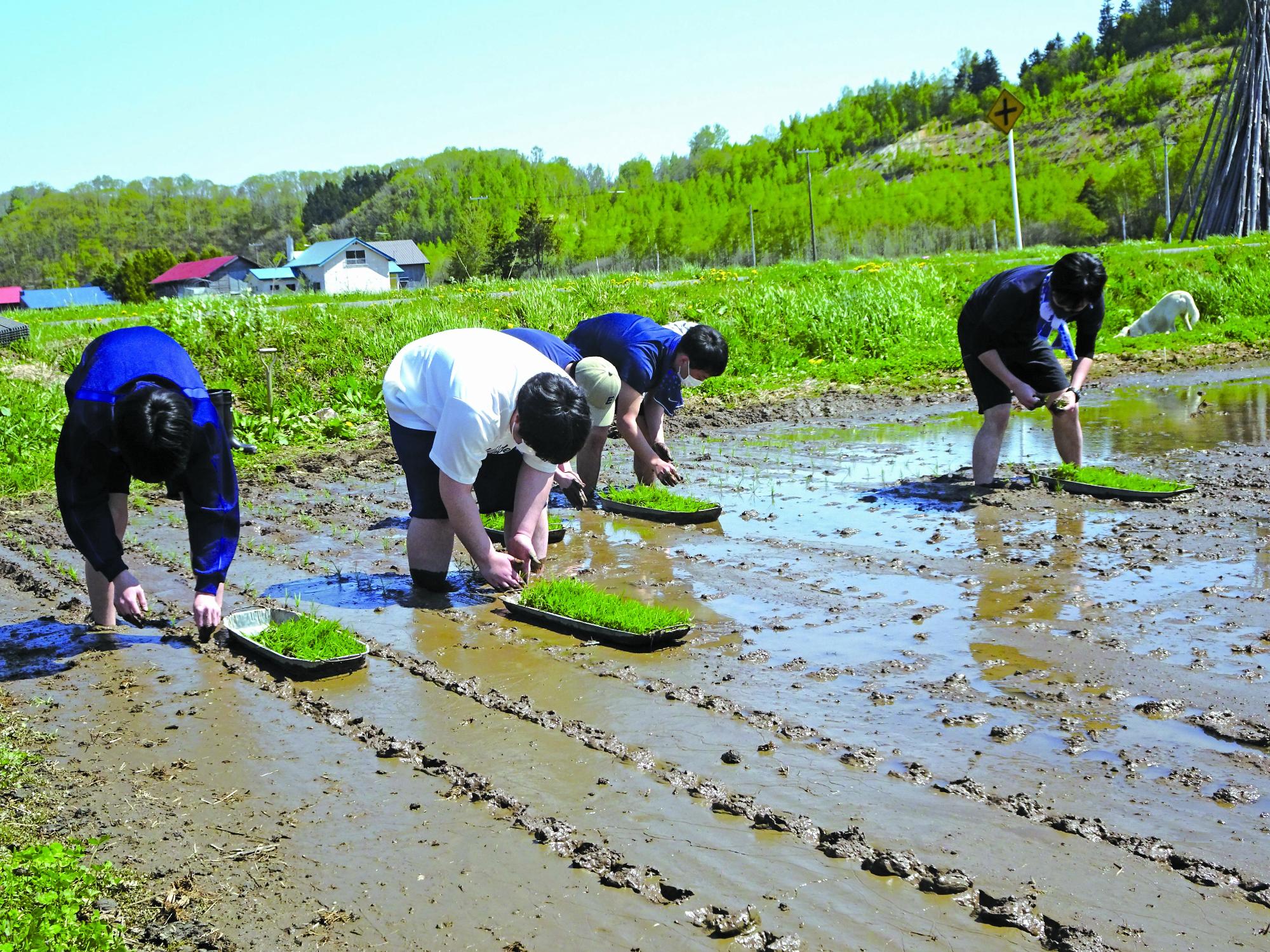 生徒が田んぼで田植えをしている画像