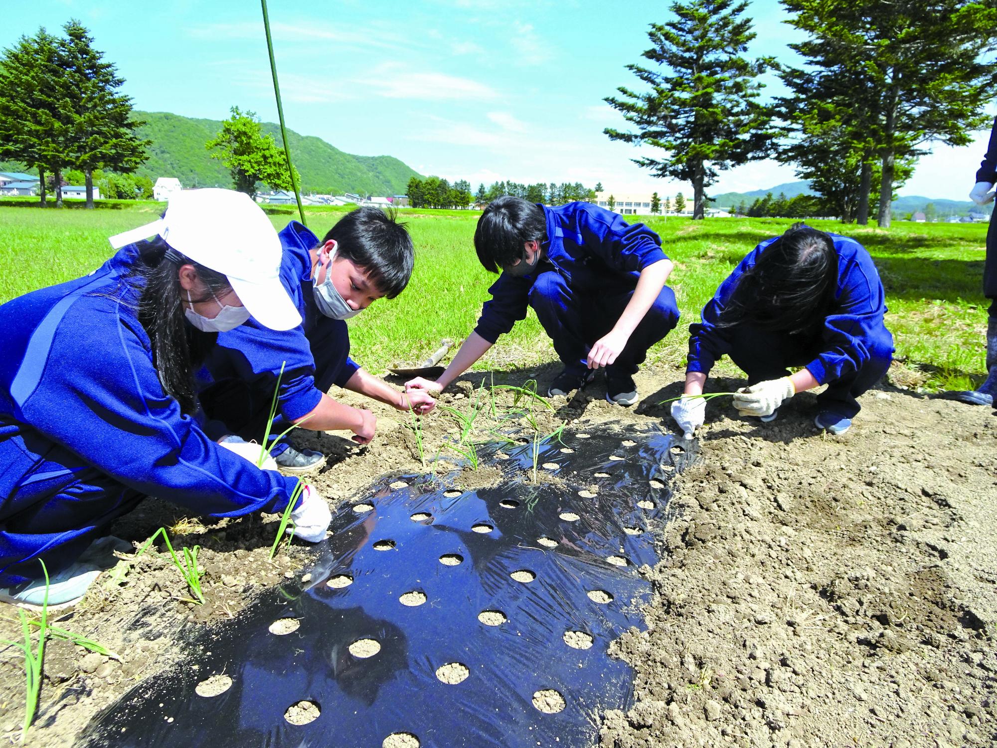 生徒がマルチ付近の草取りをしている画像