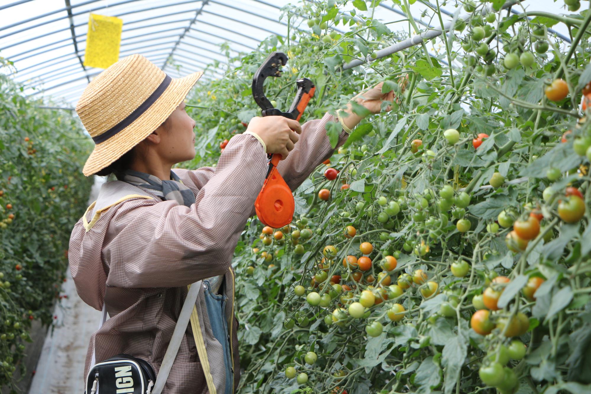 大川さんがハウスでトマト栽培の作業をしている画像