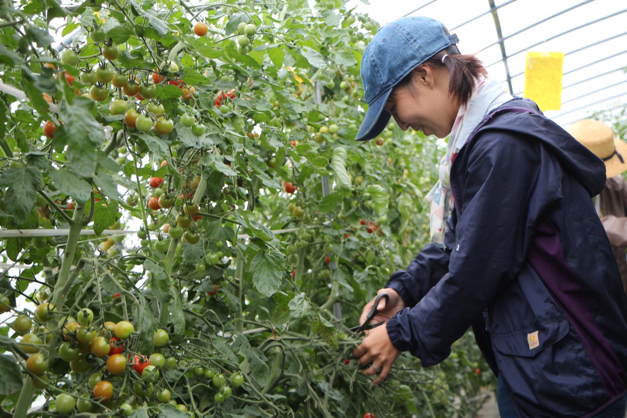 藪さんがハウスでトマト栽培の作業をしている画像