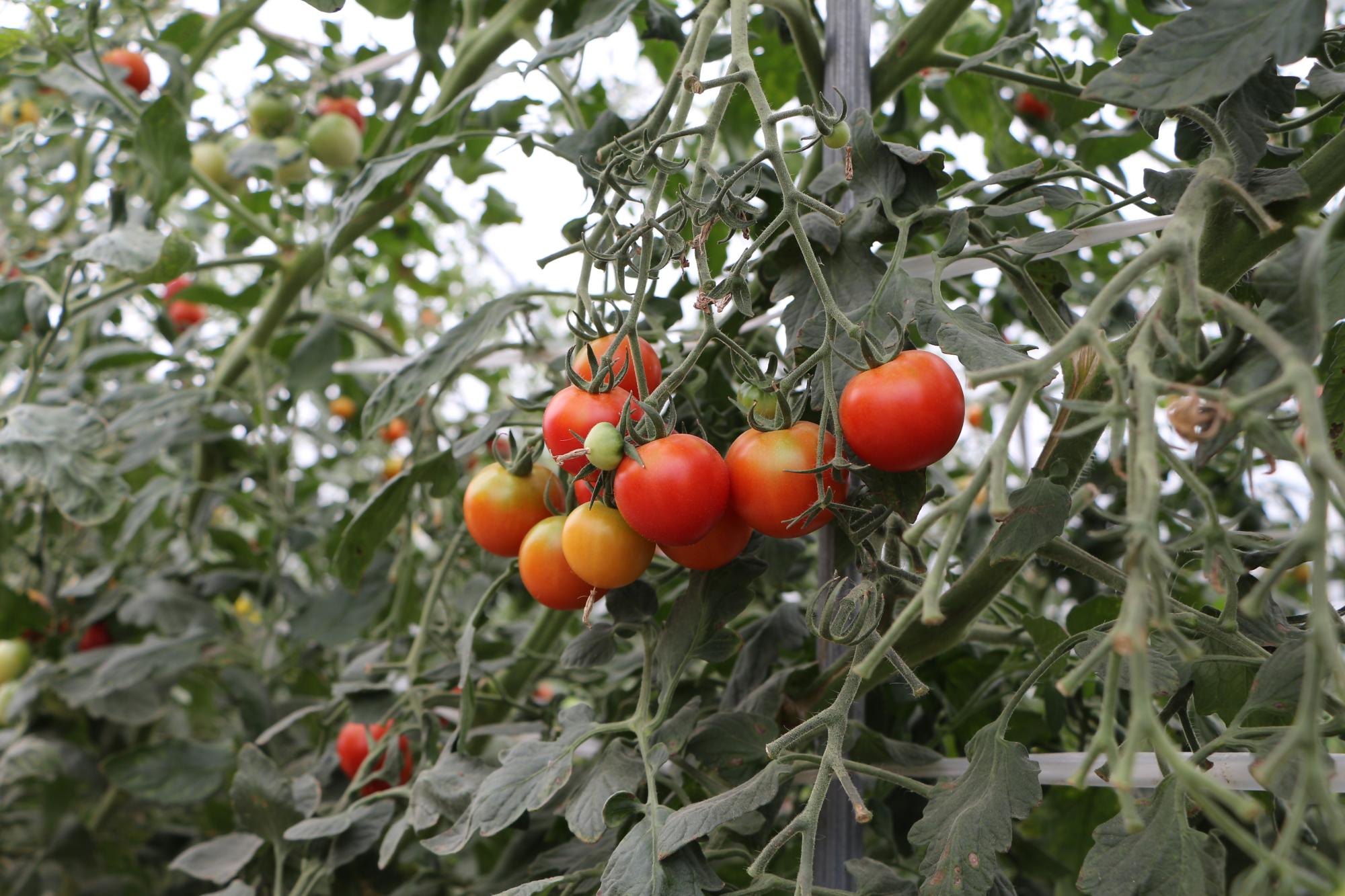 ハウスで栽培されているトマトの画像