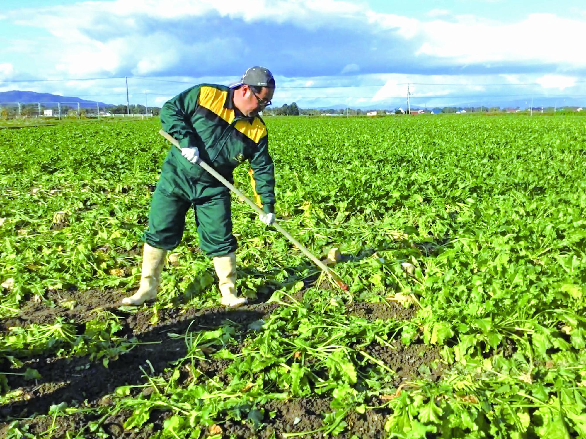 梅本さんが畑で野菜を収穫している画像