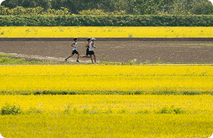 黄金色の畑の中の道をマラソンするランナー3人のが合画像