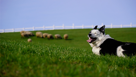 犬と羊の画像