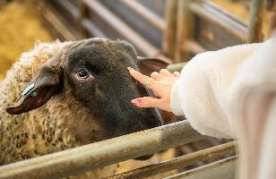 ネイルをしているきれいな手で羊を触っている画像