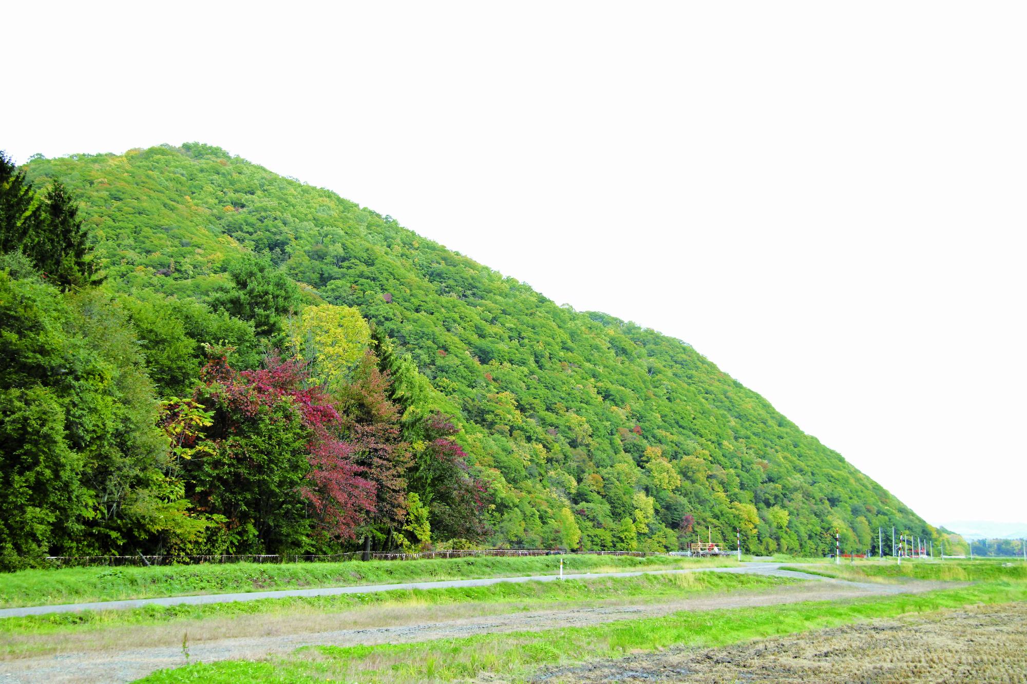 道路沿いの山に、緑の木々が茂っている様子