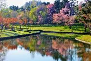 水郷公園と桜