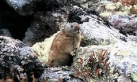 岩につかまっている、耳は小さくて丸い赤褐色の毛をしたナキウサギの写真