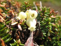 3つの黄色いつぼ型の花をつけたウラシマツツジの写真