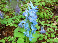 青色の花が房状にたくさん咲いているエゾエンゴサクの写真