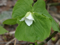 大きく広がる3枚の葉っぱの間から小さな白い花が咲いているミヤマエンレイソウの写真