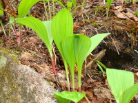 丸みを帯びた2枚ずつの葉っぱが左右に分かれて生えているギョウジャニンニクの写真