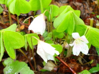 ハート型の葉がついた白い花を咲かせるコミヤマカタバミの写真