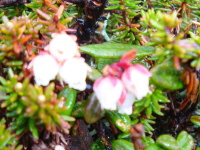 ピンク色のつぼ状の花が3つずつ集まって咲いているコメバツガザクラの写真