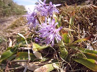 紫色の花びらの細長い花が複数まとまって咲いているショウジョウバカマの写真