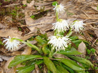 白い花びらの細長い花が複数まとまって咲いているシロバナショウジョウバカマの写真