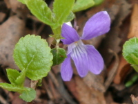 紫色の花びらの根元に更に濃い紫の花脈がついているオオタチツボスミレの写真