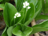 楕円形の大きな葉に細く長い茎が伸び、その先に小さな白い花が複数咲いているツバメオモトの写真