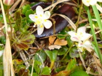 白く楕円形の5枚の花弁が大きく広がり、黄色い花弁が見えるミツバオウレンの写真