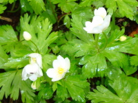1つの茎から2輪ずつ白い花が生えているニリンソウの写真