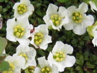 白い5枚の花弁と黄色い5つの花弁が付いたイワウメの花がたくさん咲いている写真