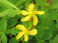 黄色い5枚の花びらが星型に並び花糸が複数伸びているハイオトギリが2輪並んでいる写真
