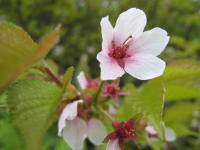 5枚の花びらをつけた淡いピンク色のチシマザクラの花が2輪咲いている写真