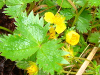 ギザギザの葉っぱに黄色の5枚の花びらのついた花が咲いているミヤマキンバイの写真