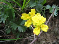 中心部分が濃くなっているはっきりとした黄色の5枚の花びらを付けたミヤマキンバイが2輪並んで咲いている写真