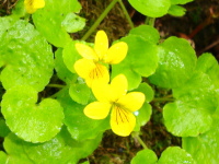 茶色の花脈をつけた黄色の花びらで、Y字状に咲くキバナノコマノツメの写真