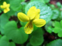 茶色の花脈をつけた黄色の花びらで、Y字状に咲くキバナノコマノツメの写真