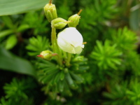 つぼ型で先端のすぼんだ花を下向きにつけるアオノツガザクラの花とつぼみの写真