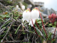 赤い茎から鐘型の白い花が下向きに咲くイワヒゲが3輪並んで咲いている写真