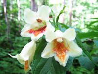ラッパのような形の白い花の内側に赤い模様のついたウコンウツギが3輪咲いている写真