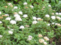 丸い5枚の花びらが付いた白い花がたくさん集まって咲き、それが更に密集しているマルバシモツケの写真